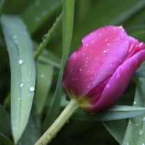 Après la pluie